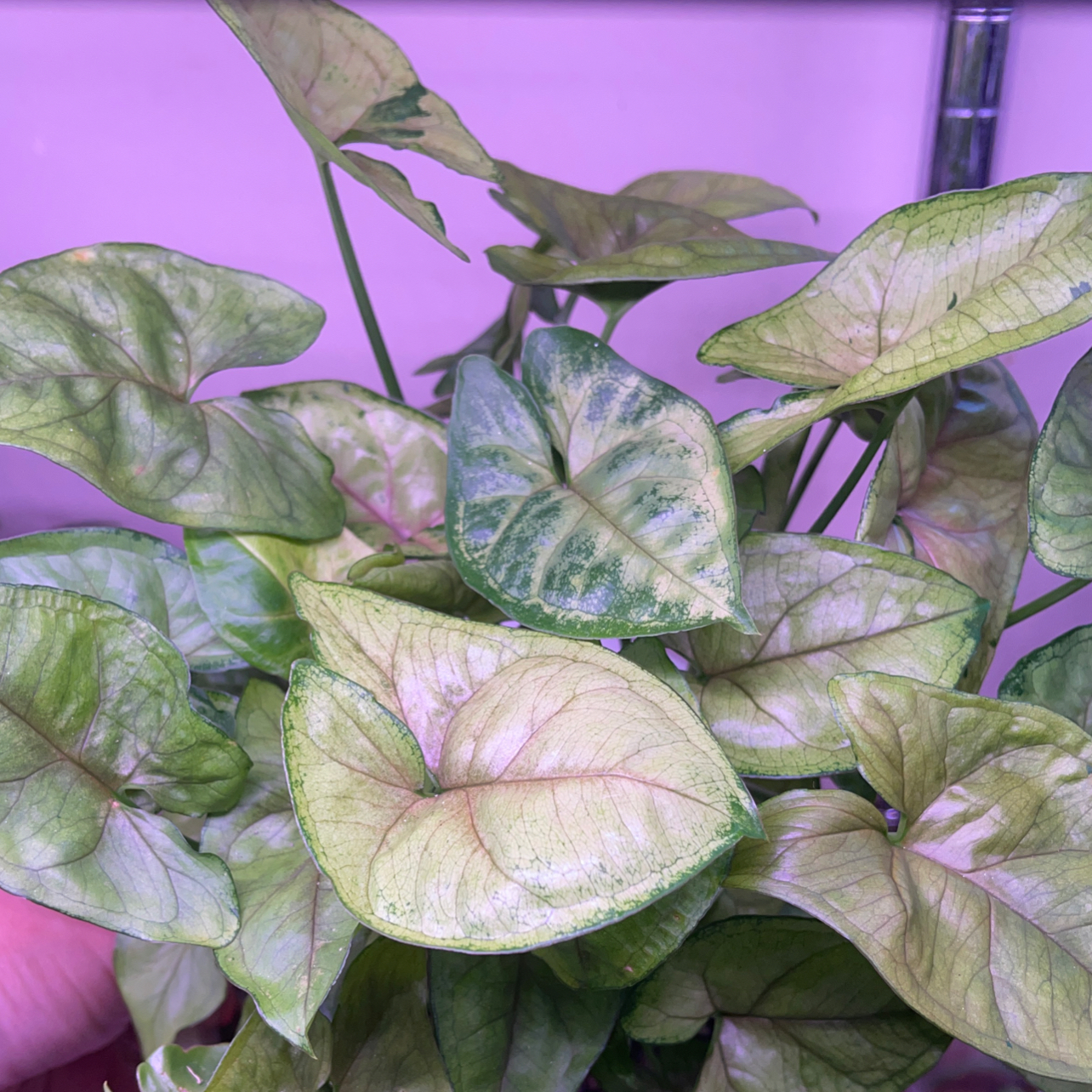 Photo of the plant species Bob Allusion Arrowhead Plant by @Propa named Syngonium Bob Allusion on Greg, the plant care app