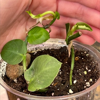 Rhaphidophora hayi plant in Springtown, Texas