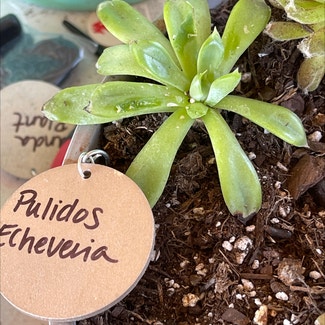 Pulido's Echeveria plant in Springtown, Texas