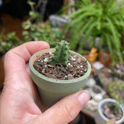 Lifesaver Cactus plant