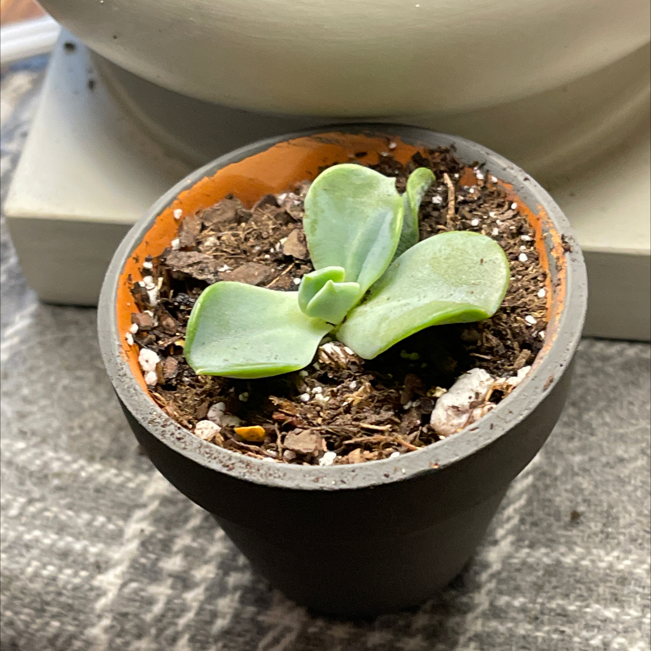 Echeveria 'Licorice' plant in a pot with visible soil, well-framed and in focus.