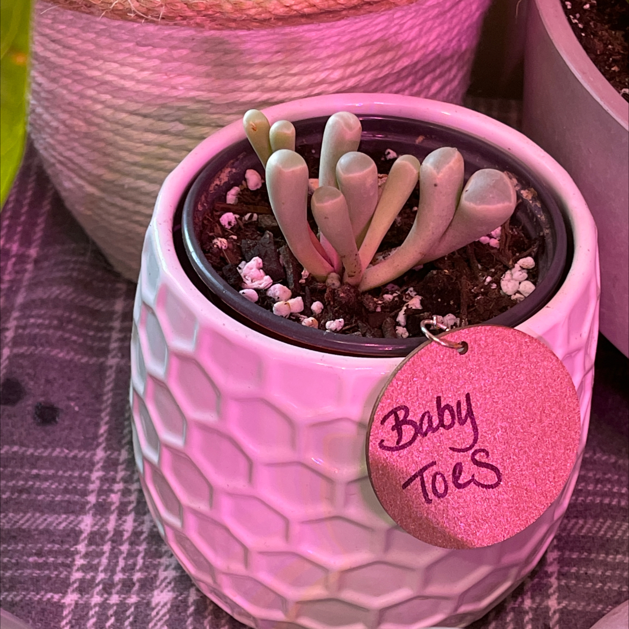 Plant care for Bearded Conophytum on Greg, the plant care app