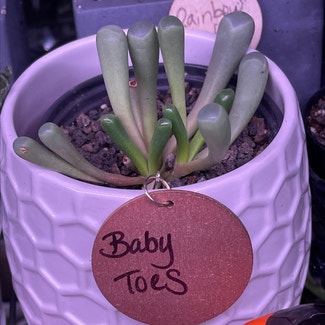 Baby Toes plant in Springtown, Texas