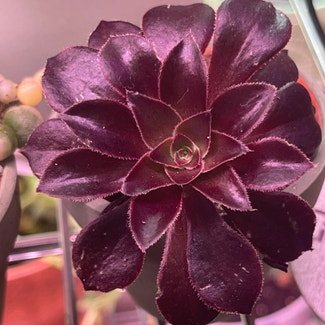 Purple Rose plant in Springtown, Texas