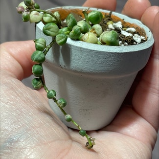 Variegated String of Pearls plant in Springtown, Texas