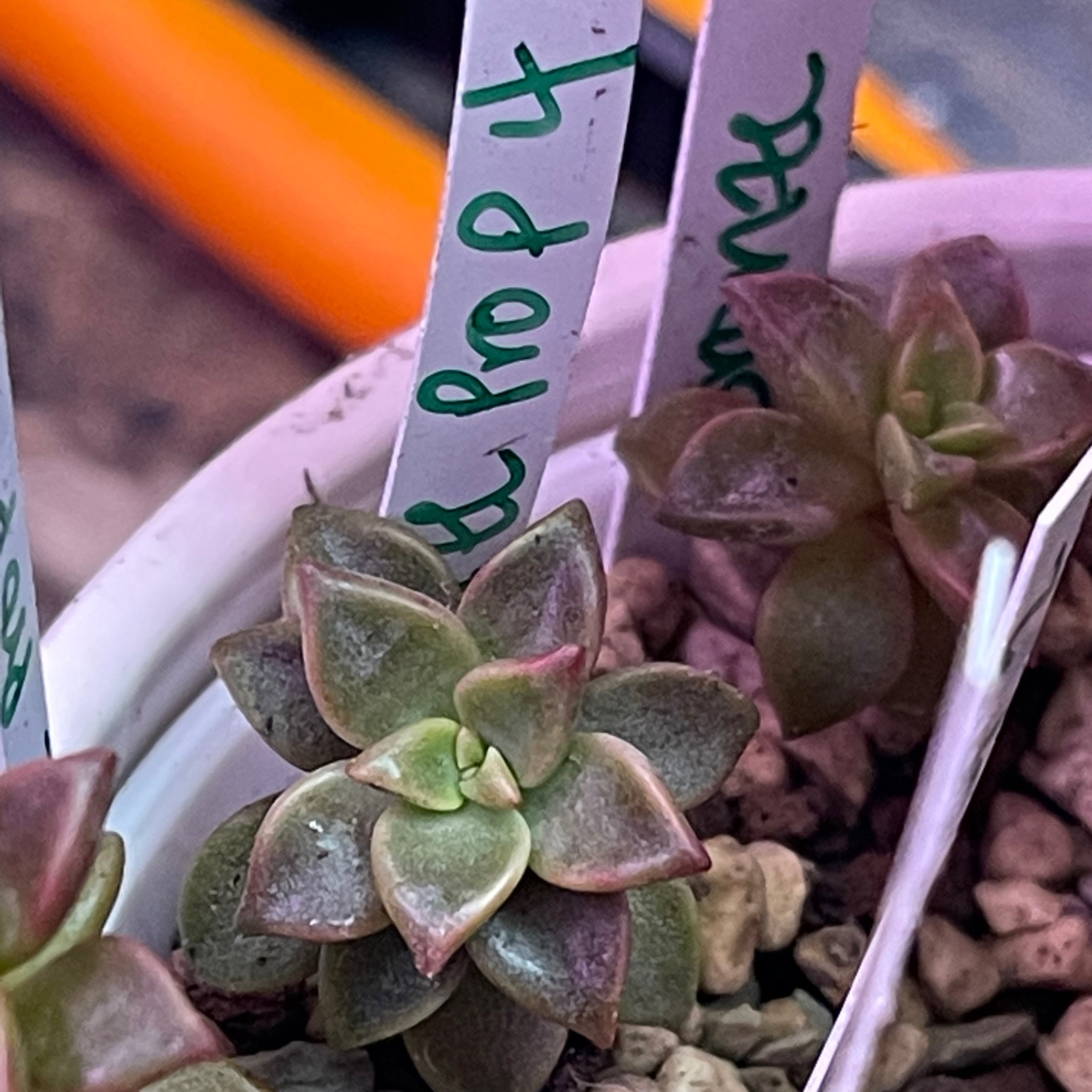 Why Are There Black Spots on My Graptosedum 'Bronze' Leaves?