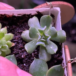 Echeveria 'Topsy Turvy' plant