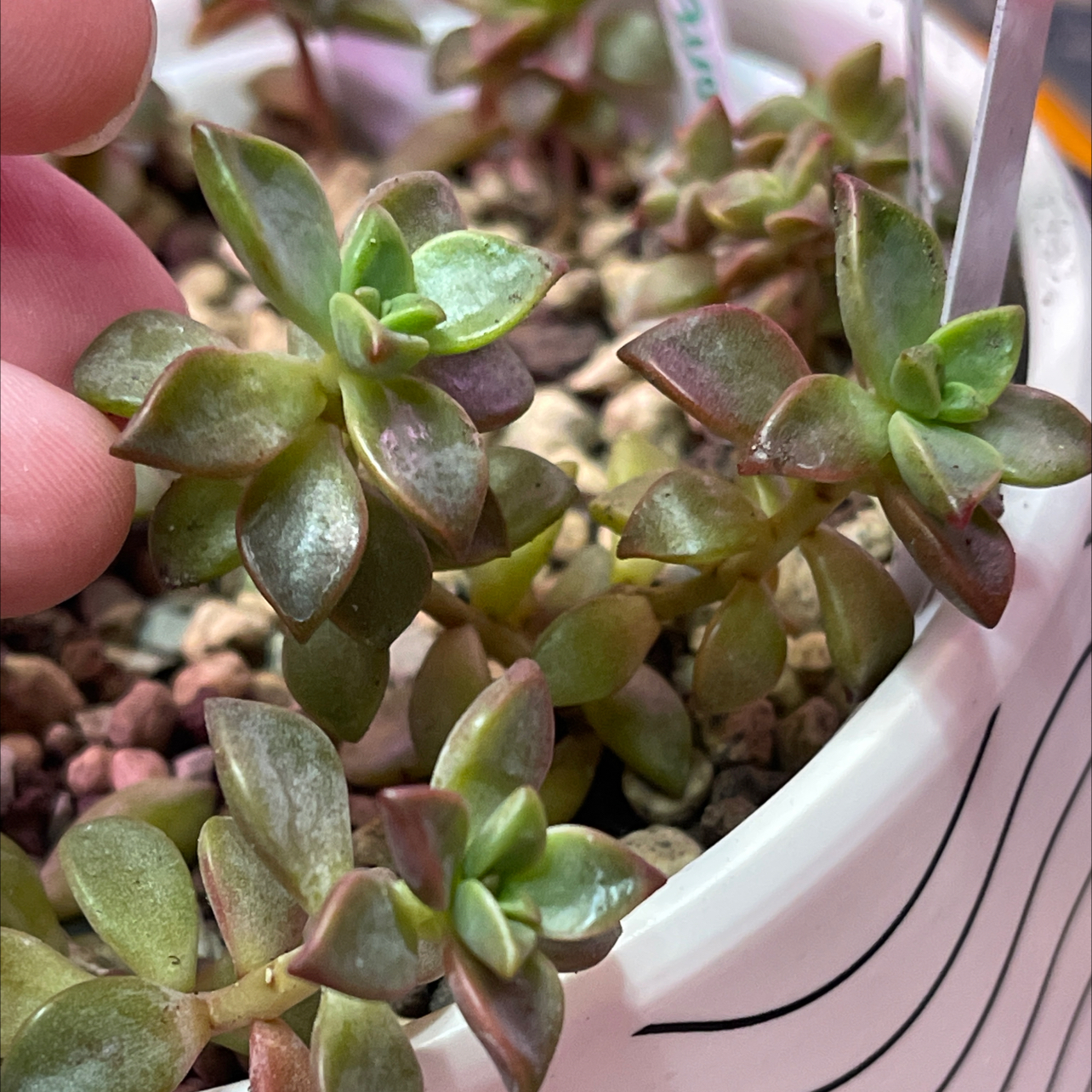 Graptosedum 'Bronze' plant with multiple rosettes in a white pot. Hand visible.