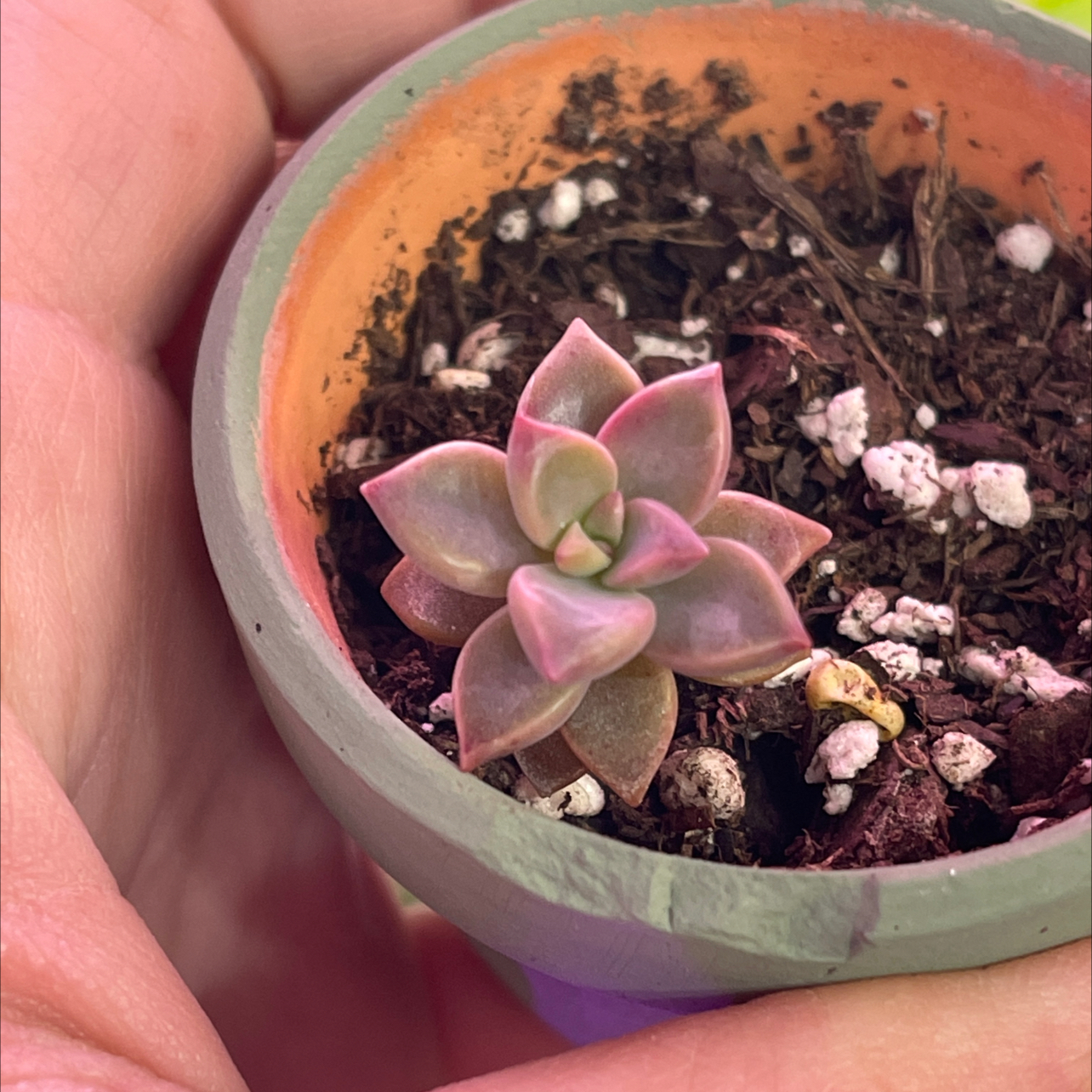 Graptosedum 'Bronze' succulent in a pot with visible soil, held by hands.