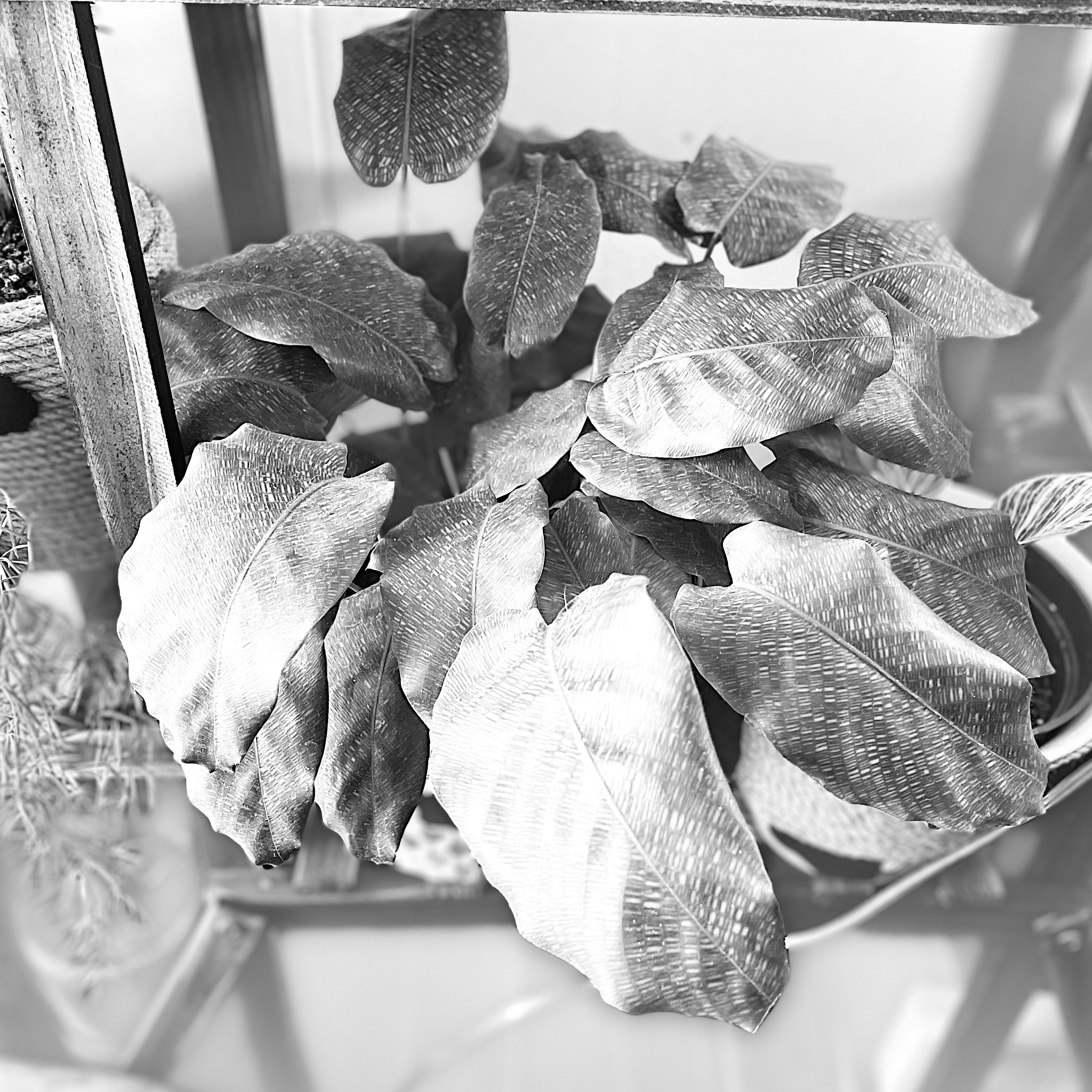 Photo of the plant species Calathea Network 'PP0005' by @Propa named Calathea Musaica (Network )2 on Greg, the plant care app