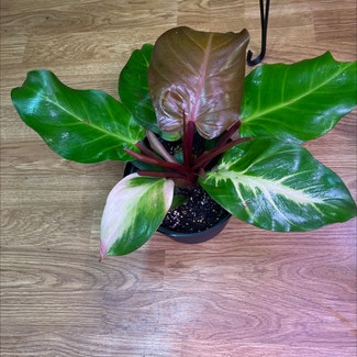 Philodendron Prince of Orange plant in Springtown, Texas