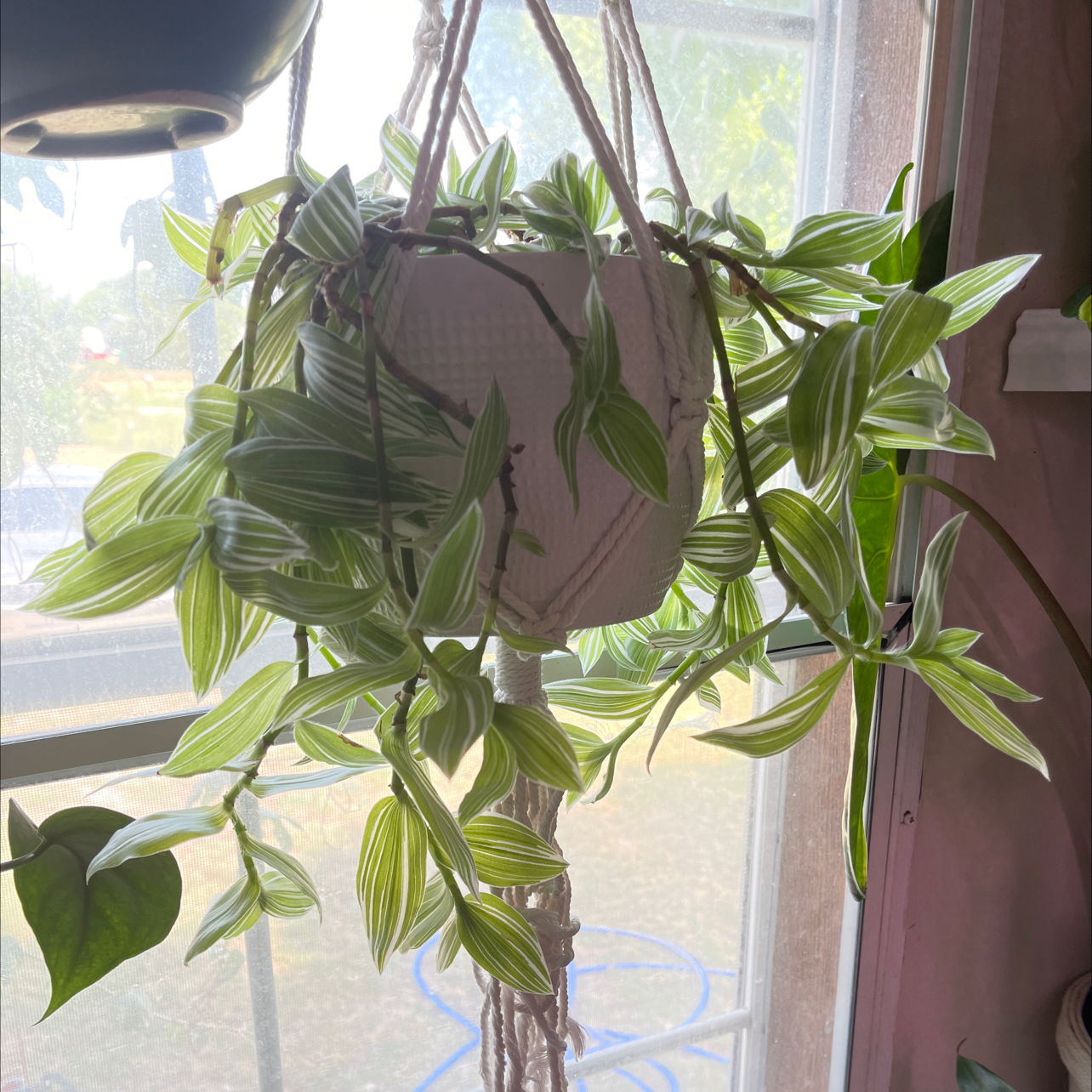 Tradescantia albiflora 'Albovittata' plant in a hanging pot with vibrant green and white striped leaves.