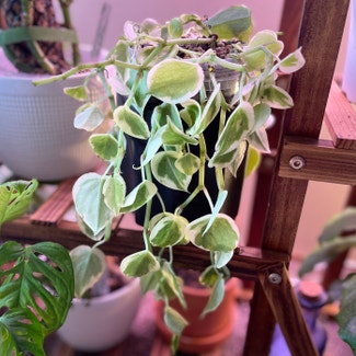 Cupid Peperomia plant in Springtown, Texas