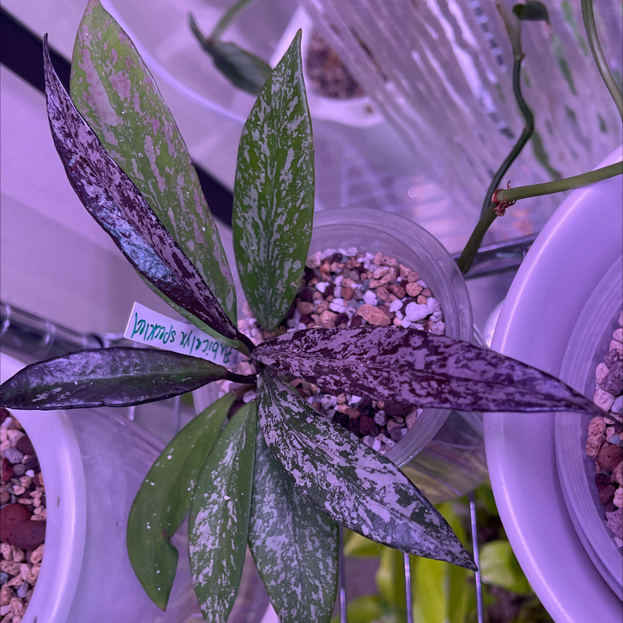 Photo of the plant species Speckle Hoya Publcalyx by @Propa named Hoya Pubicalyx speckled on Greg, the plant care app