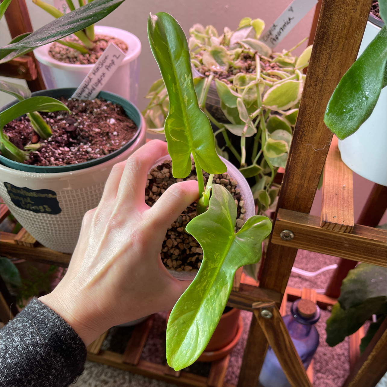 Photo of the plant species Philodendron bipennifolium 'Splash Gordon' by @Propa named Philodendron Splash Gordon on Greg, the plant care app