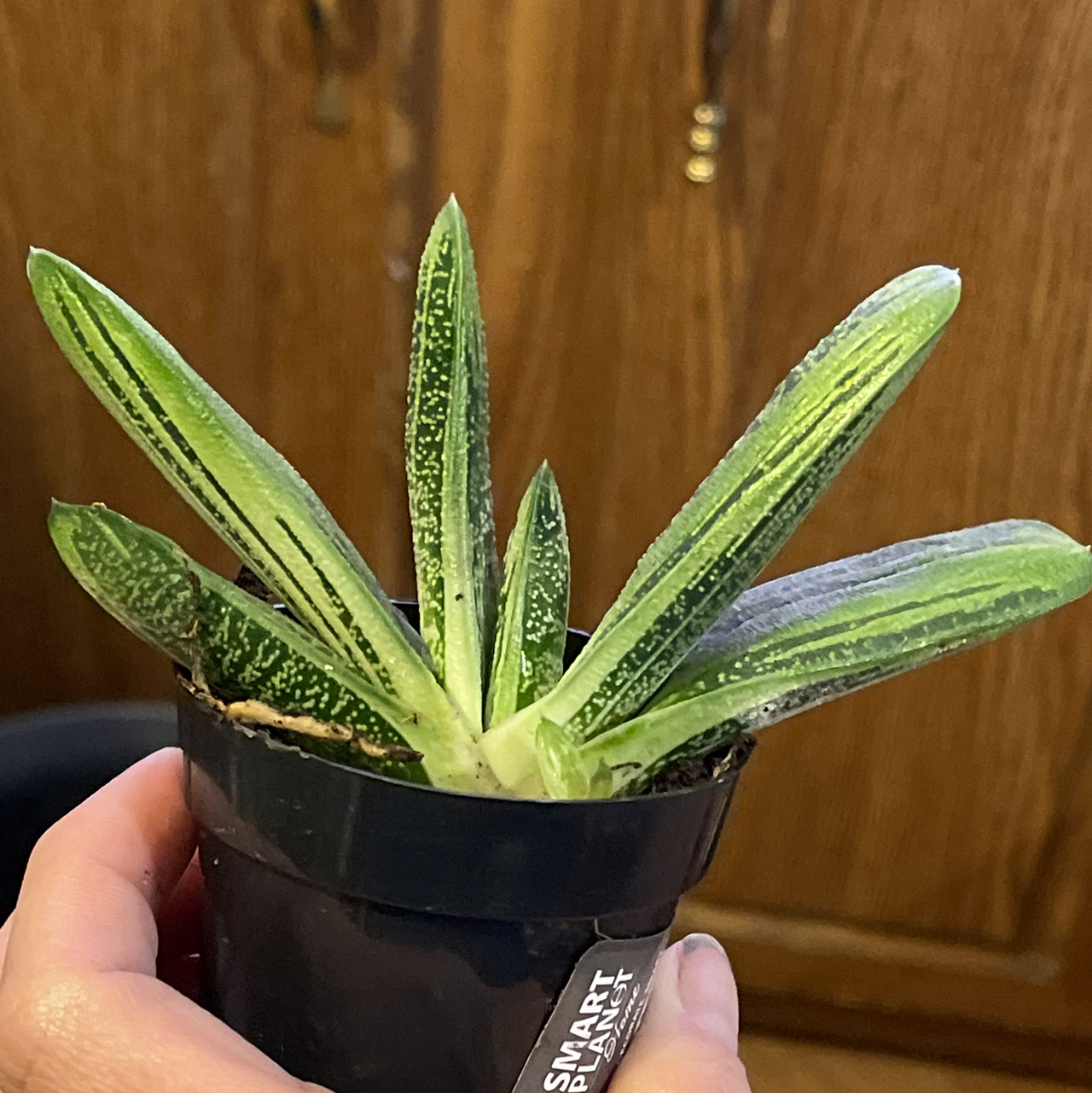 Gasteria 'Little Warty' plant in a black pot, held by a hand.