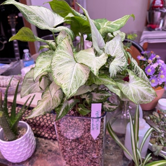 Syngonium 'White Butterfly' plant in Springtown, Texas