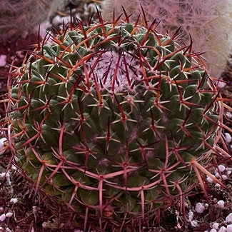 Cactus Mystax plant in Springtown, Texas