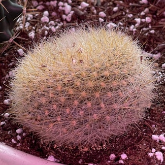 Scarlet Ball Cactus plant in Springtown, Texas
