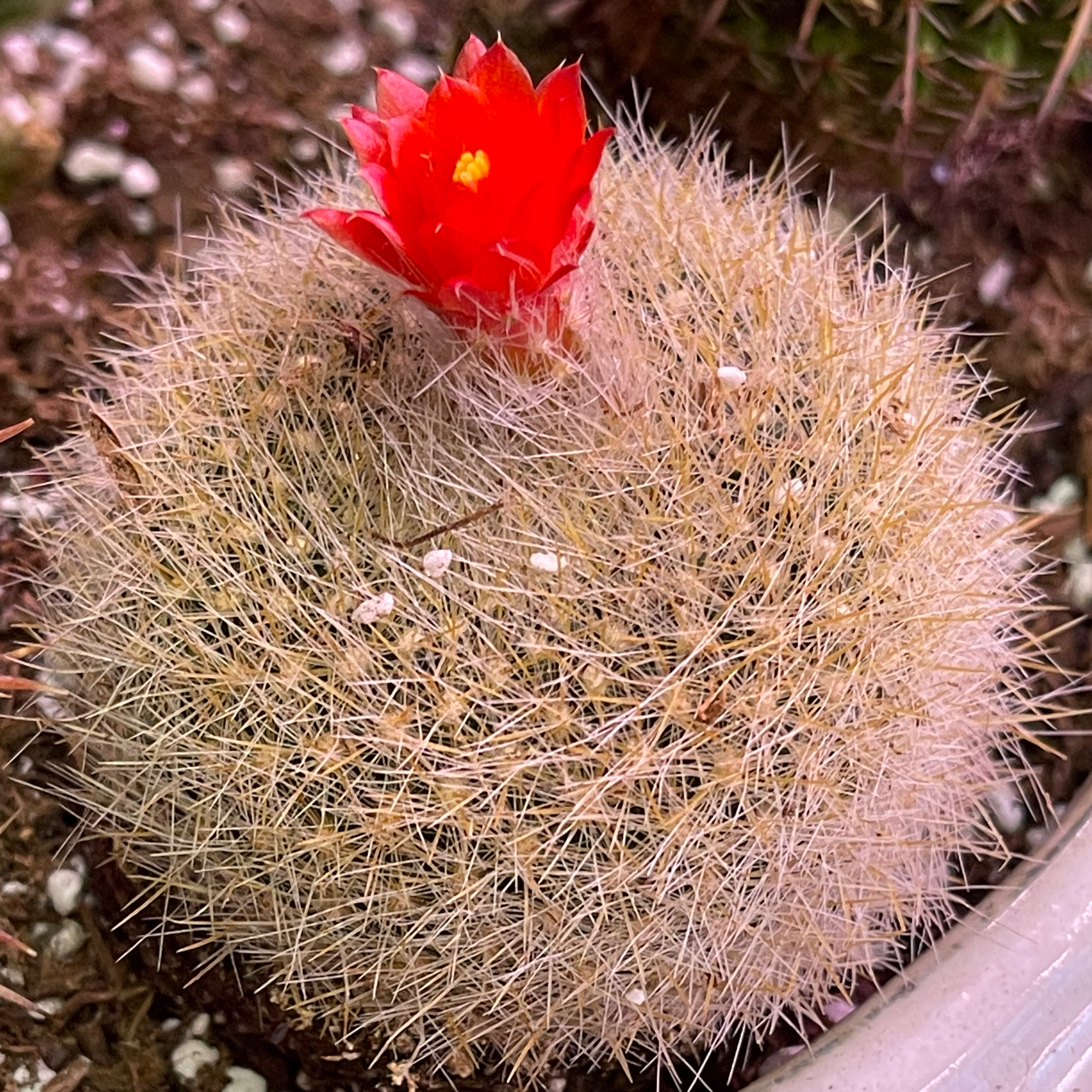 Scarlet Ball Cactus with a red flower, healthy and well-framed.
