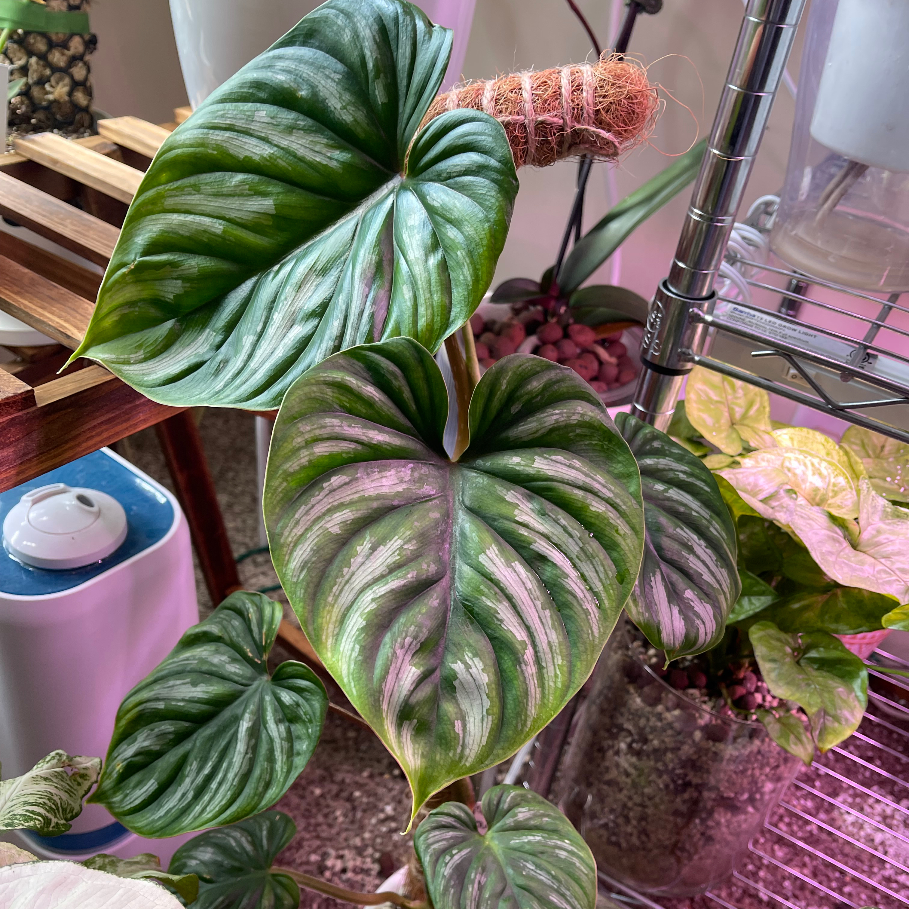 Philodendron plowmanii with large, variegated heart-shaped leaves. Plant appears healthy.