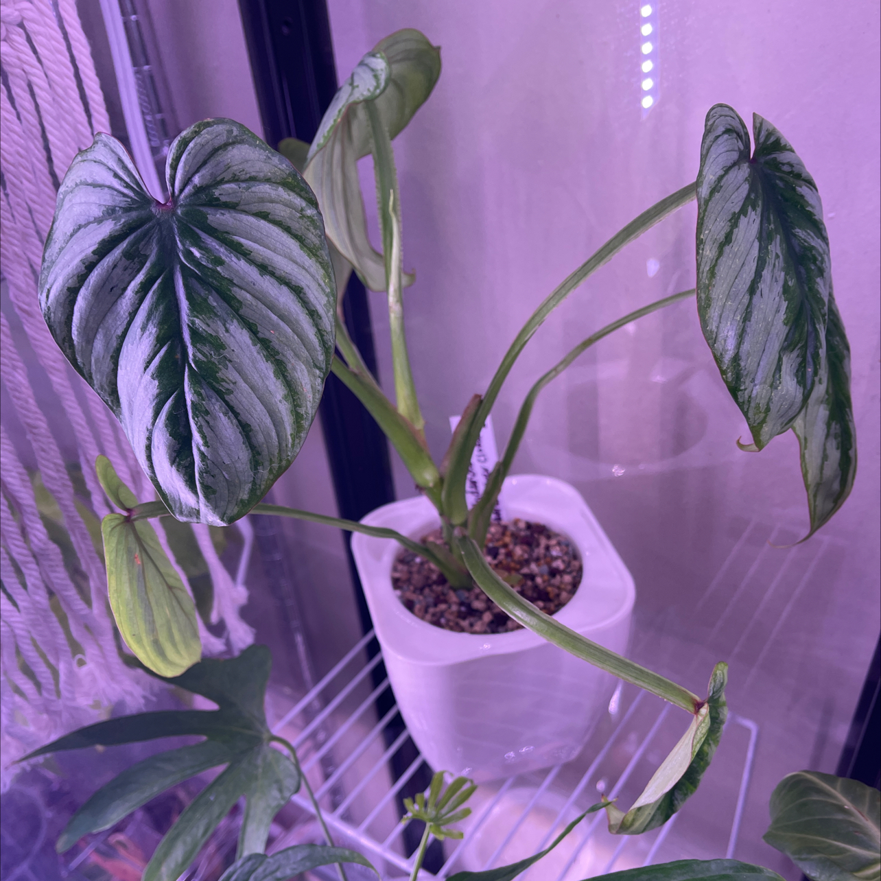 Philodendron 'Silver Cloud' plant in a white pot with variegated leaves, some yellowing visible.