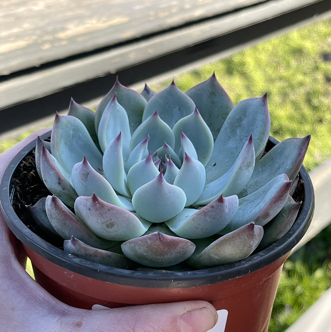 Photo of the plant species Echeveria Parva by @Propa named Echeveria Parva on Greg, the plant care app