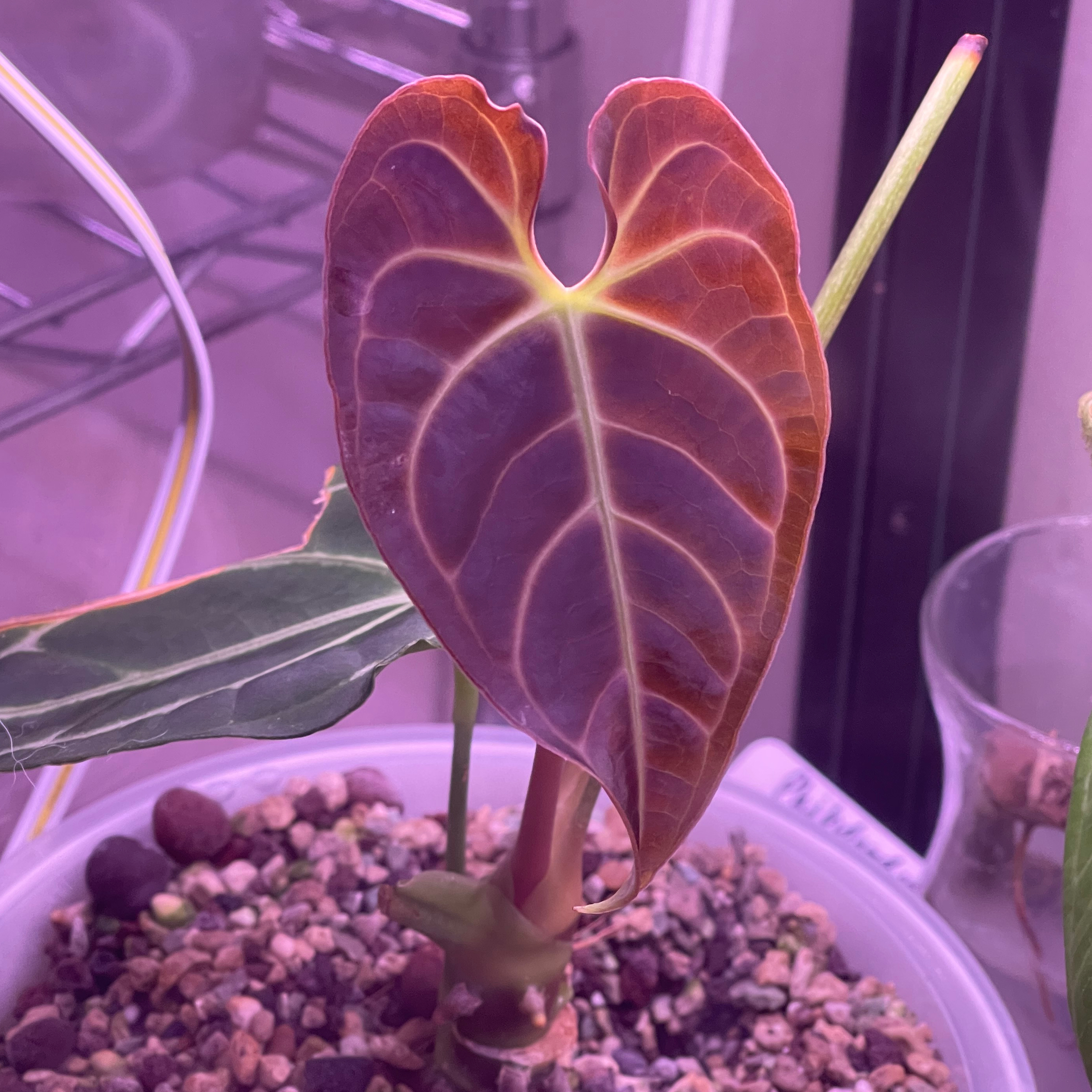 Anthurium regale plant with a prominent, healthy heart-shaped leaf in a pot with visible soil and pebbles.
