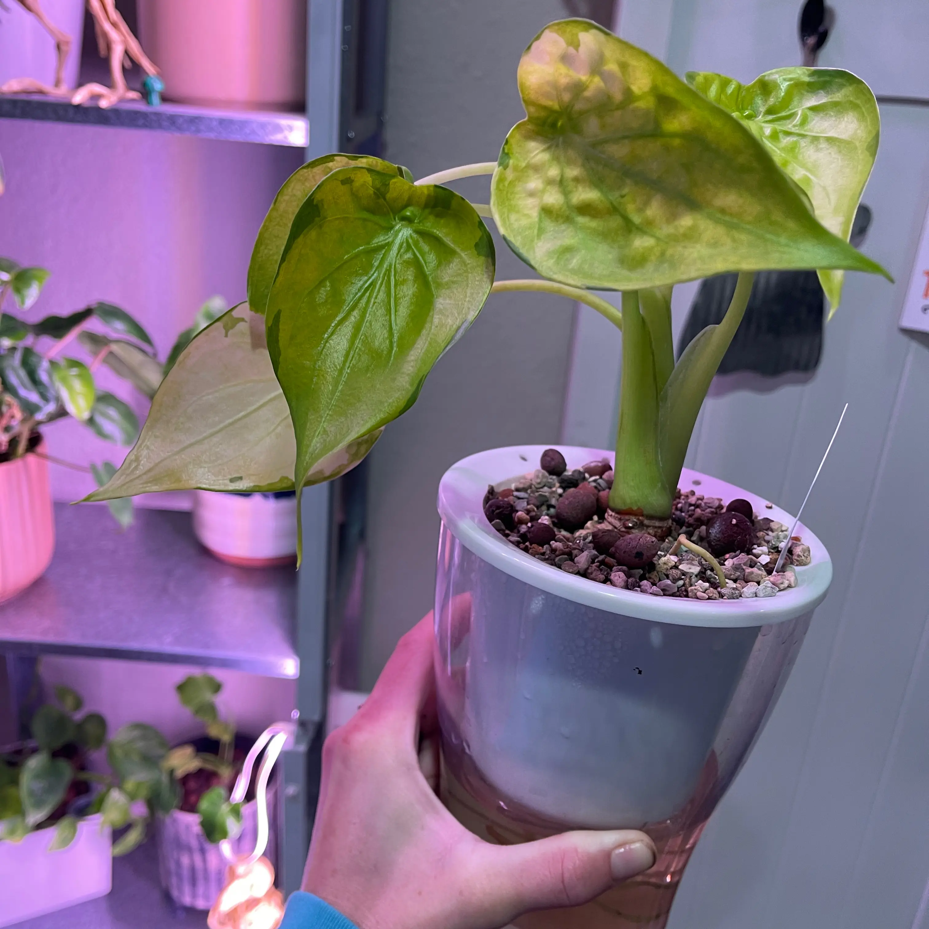 Photo of the plant species Yellow Tail Variegated Alocasia by @Propa named Alocasia Cucullata Neon Variegated on Greg, the plant care app