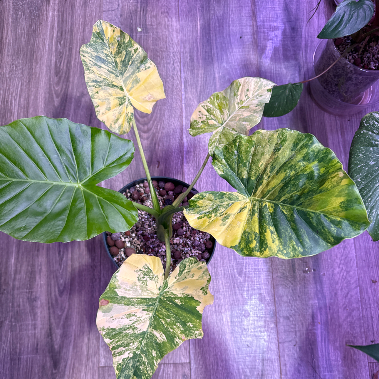 Photo of the plant species Alocasia Odora Variegated Aurea by @Propa named Alocasia Odora Aurea Variegated on Greg, the plant care app