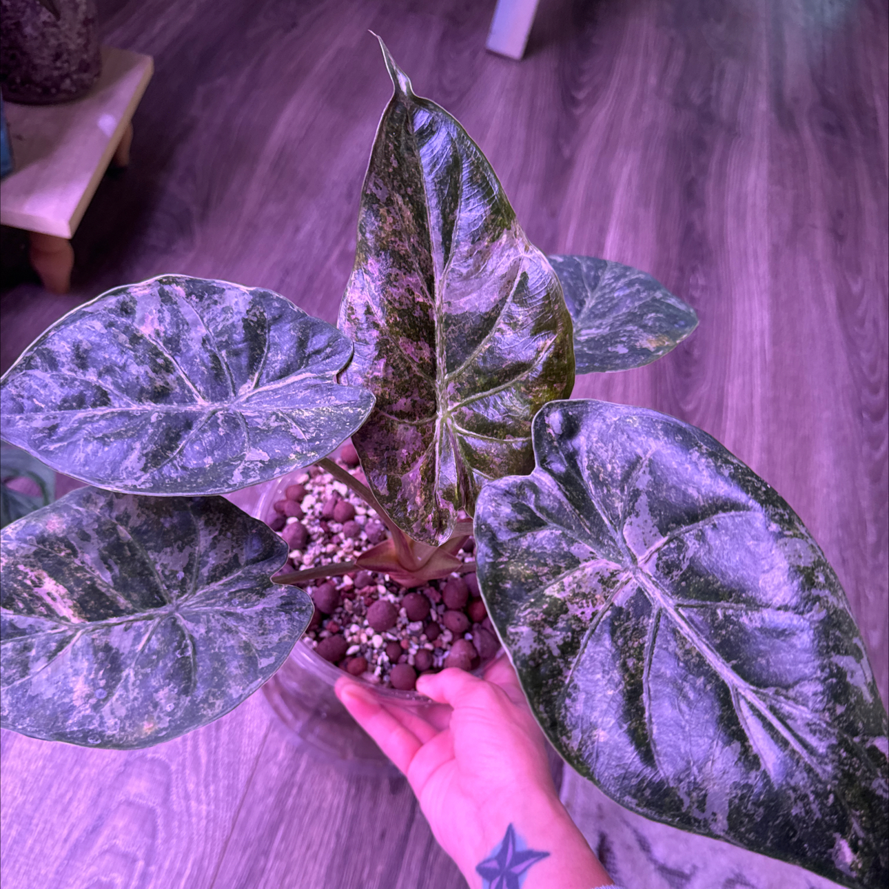 Photo of the plant species alocasia wentii silver splash by @Propa named Alocasia wentii silver splash on Greg, the plant care app