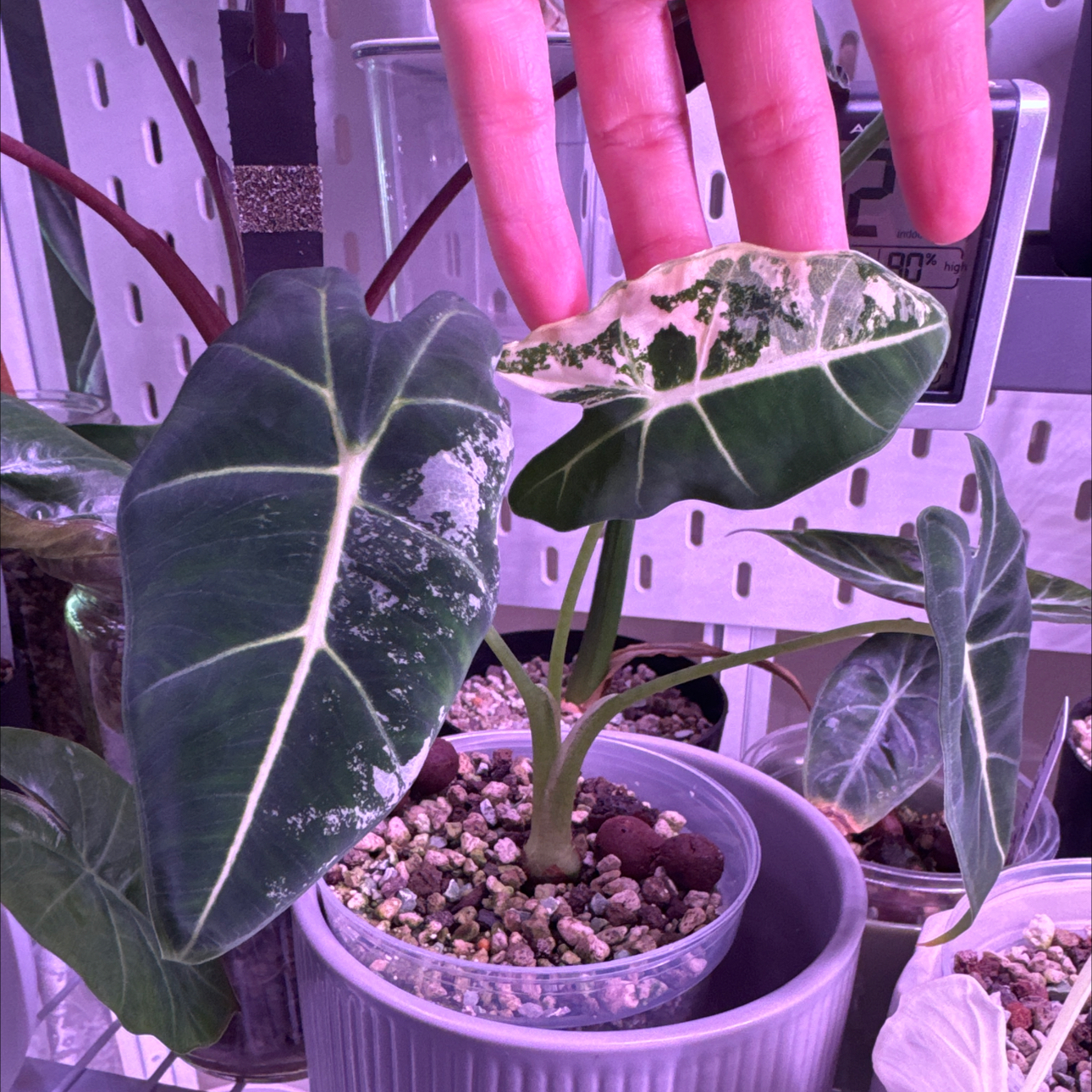 Variegated Alocasia frydek plant with variegated leaves in a pot, hand visible.