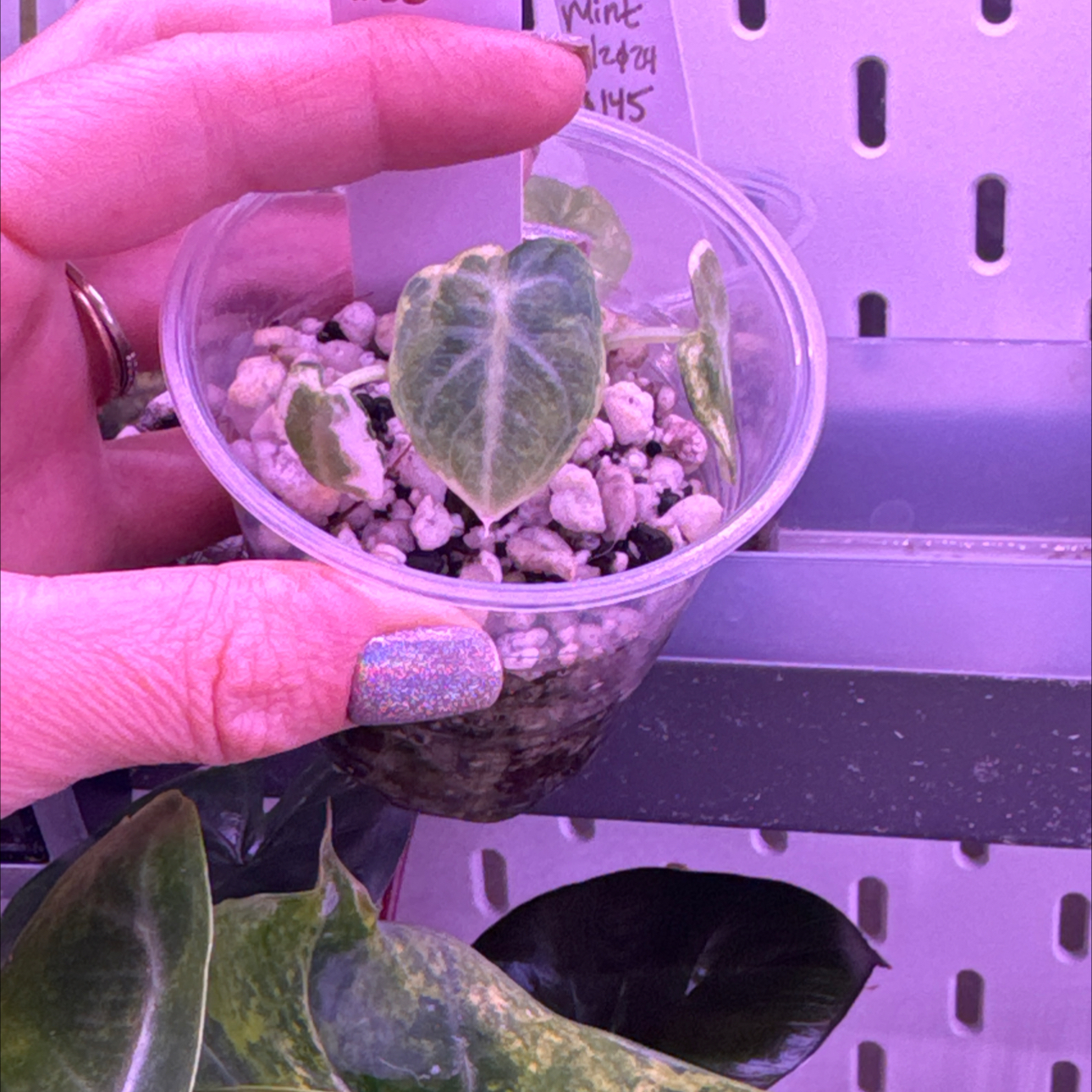 Photo of the plant species Alocasia Ninja Albo by @Propa named Alocasia Ninja Albo on Greg, the plant care app