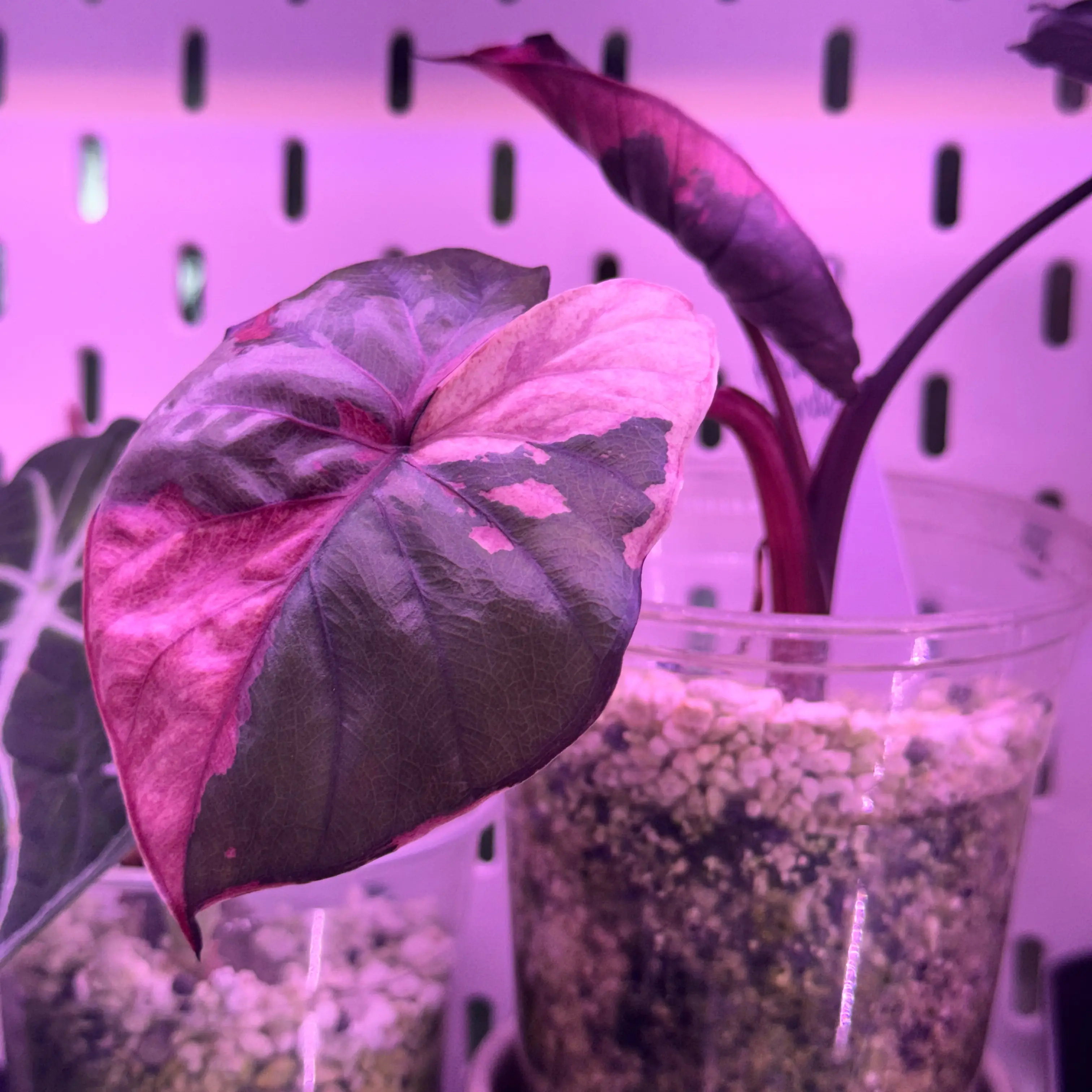 Photo of the plant species Alocasia Pink Serendipity by @Propa named Alocasia Pink Serendipity on Greg, the plant care app