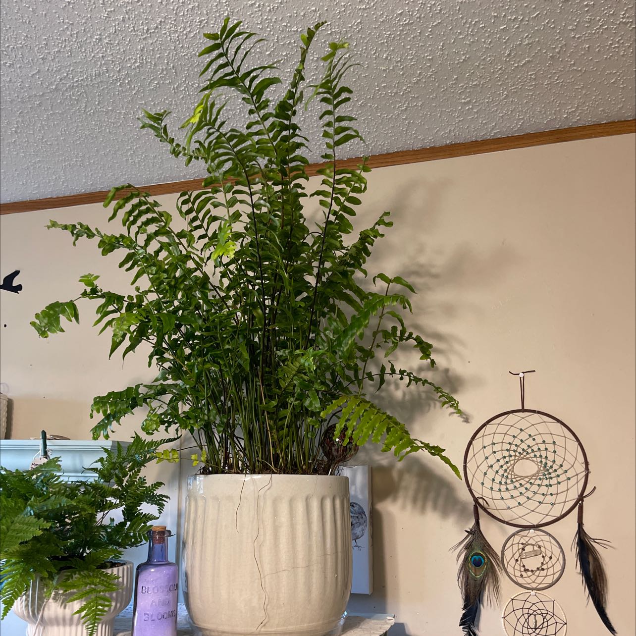 Indoor potted Bold Sword Fern with vibrant green fronds, well-framed and centered.