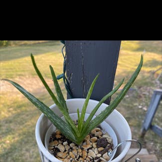 Aloe Vera plant in Springtown, Texas