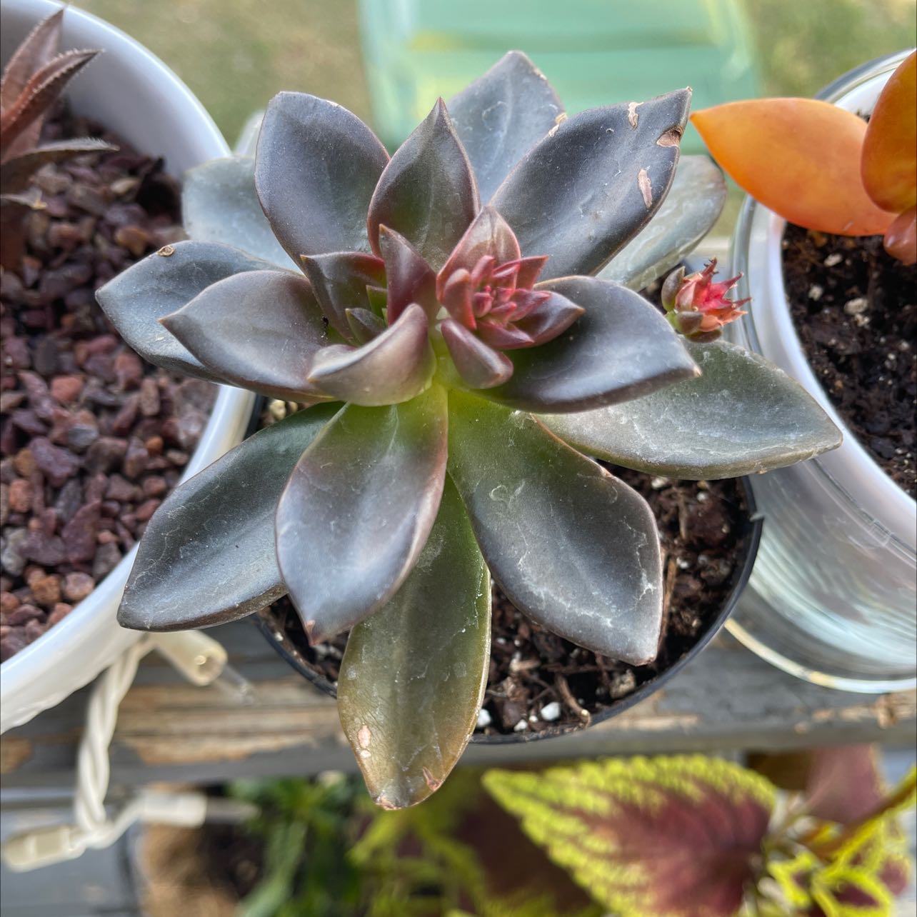 Echeveria 'Licorice' succulent with dark leaves in a rosette pattern, healthy appearance.
