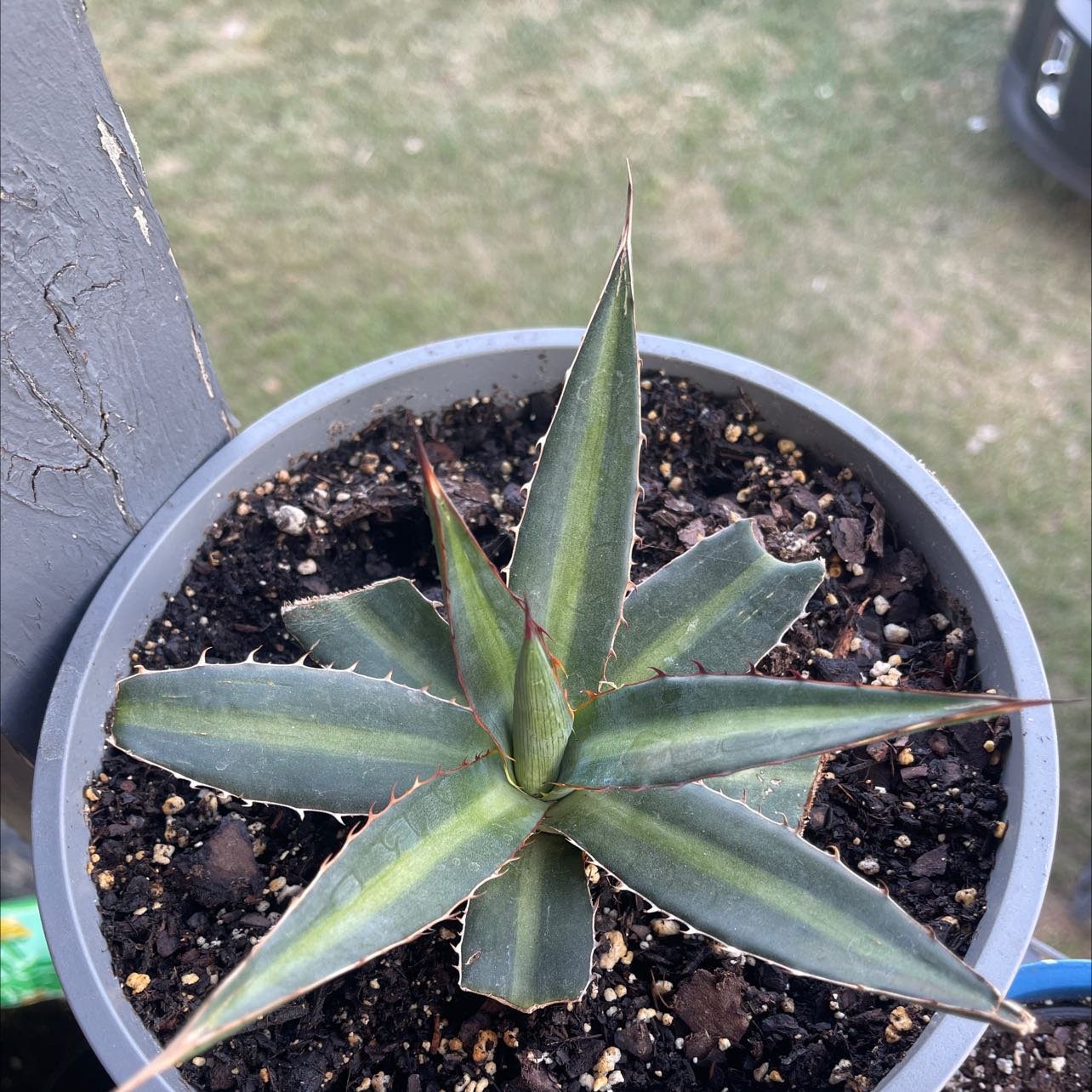 Photo of the plant species Palmer's Century Plant by @Propa named Palmers Century plant-small on Greg, the plant care app