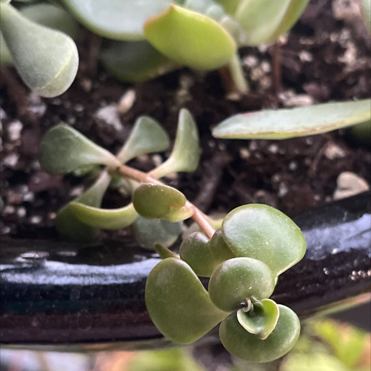Close-up of a Woodland Stonecrop plant with small, fleshy leaves and visible soil.