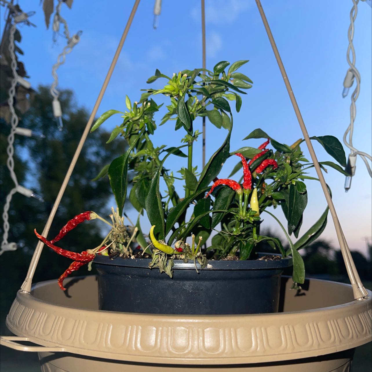 Tabasco Pepper plant in a hanging pot with red peppers and some yellowing leaves.