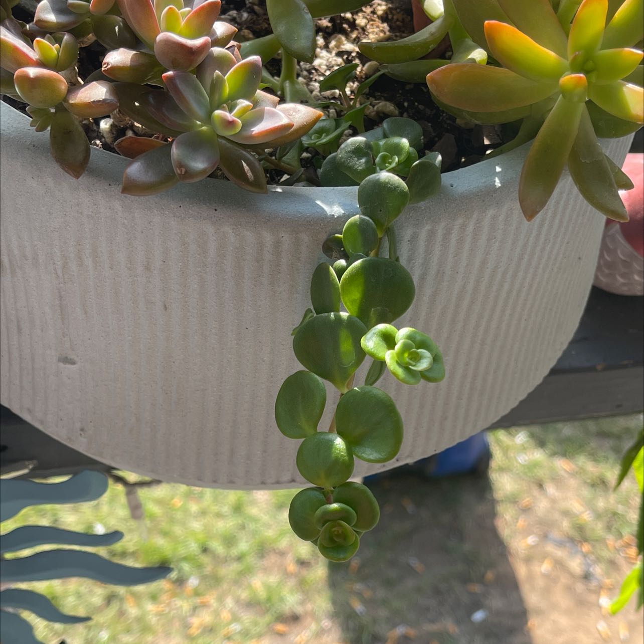 Potted Woodland Stonecrop plant with green, fleshy leaves. Soil is visible.