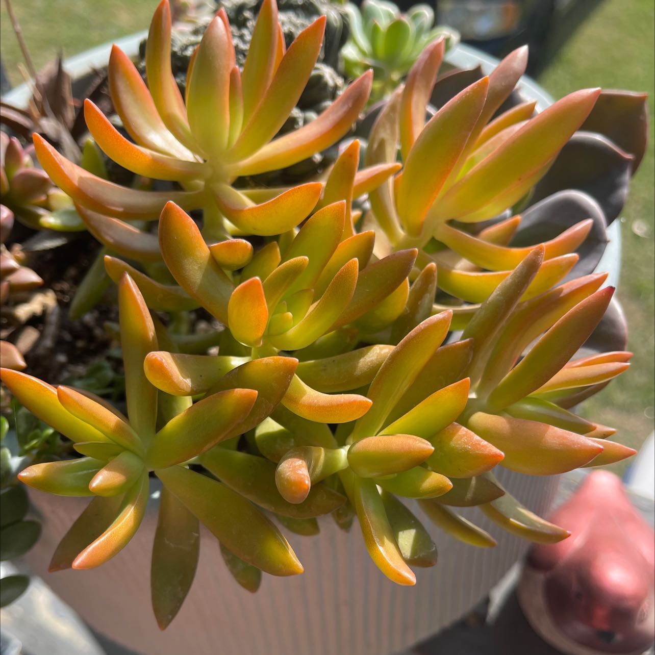 Photo of the plant species Golden Sedum by @Propa named Golden Sedum 1 on Greg, the plant care app