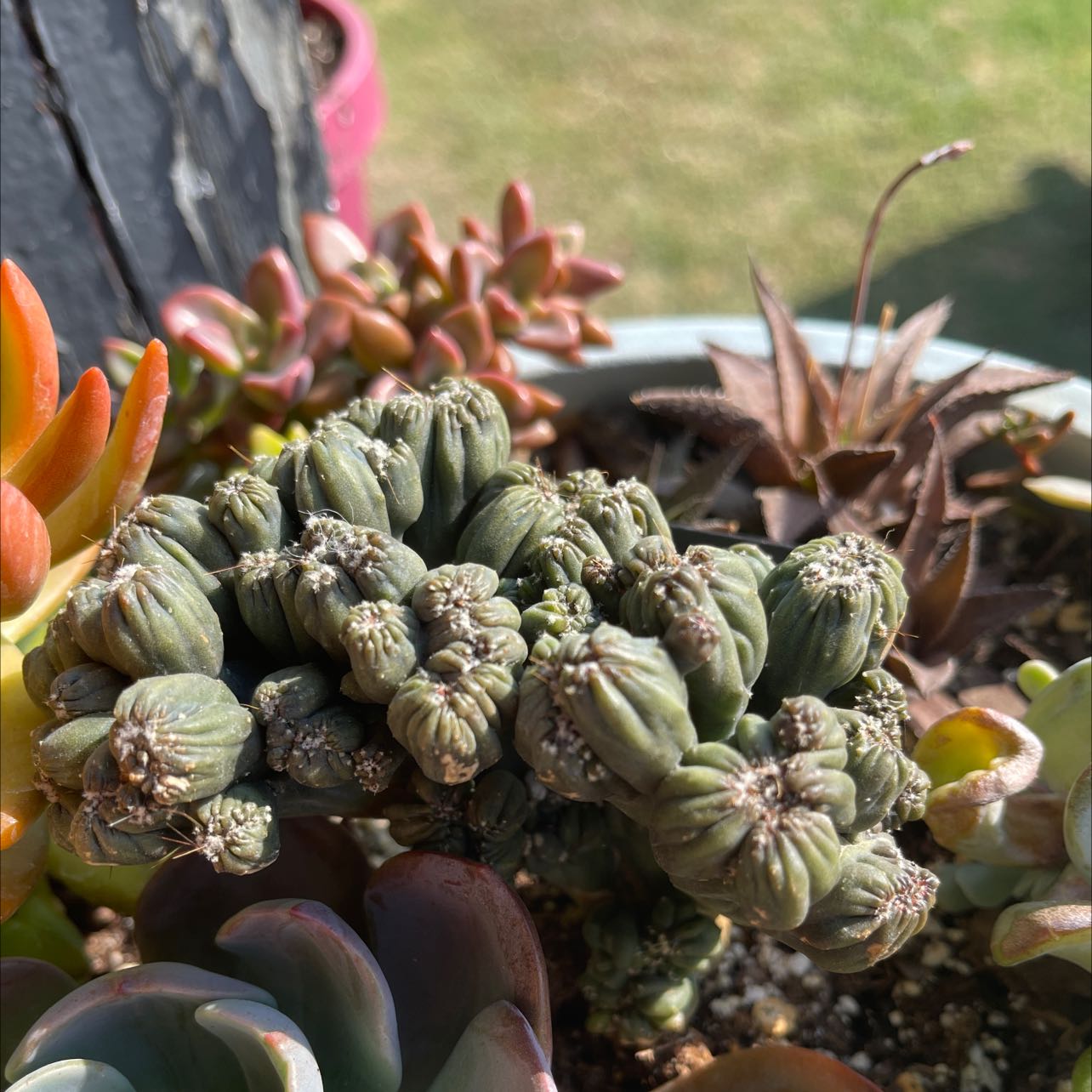 Ming Thing Cactus with other succulents in the background, well-framed and in focus.