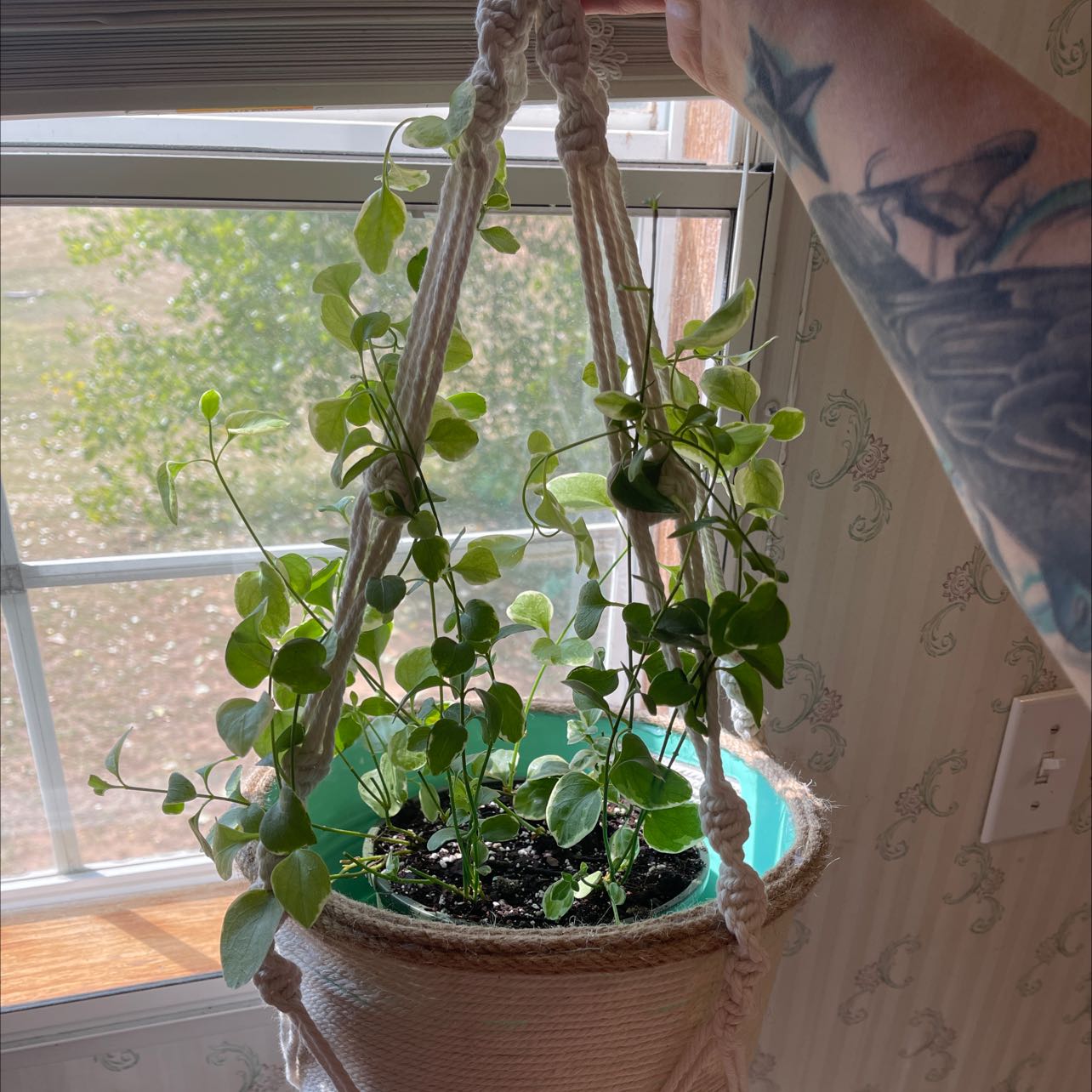 Hanging potted Vinca Vine Variegated plant with visible soil and healthy leaves.