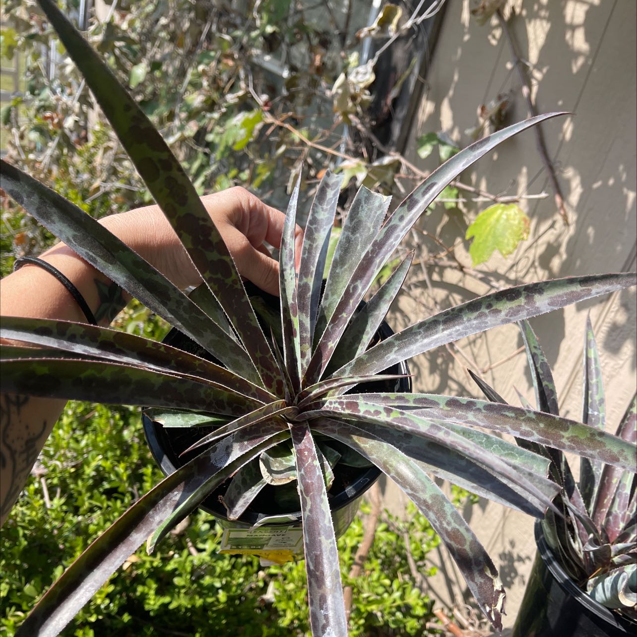 Photo of the plant species Texas tuberose by @Propa named Lavender mangave rescue2 on Greg, the plant care app