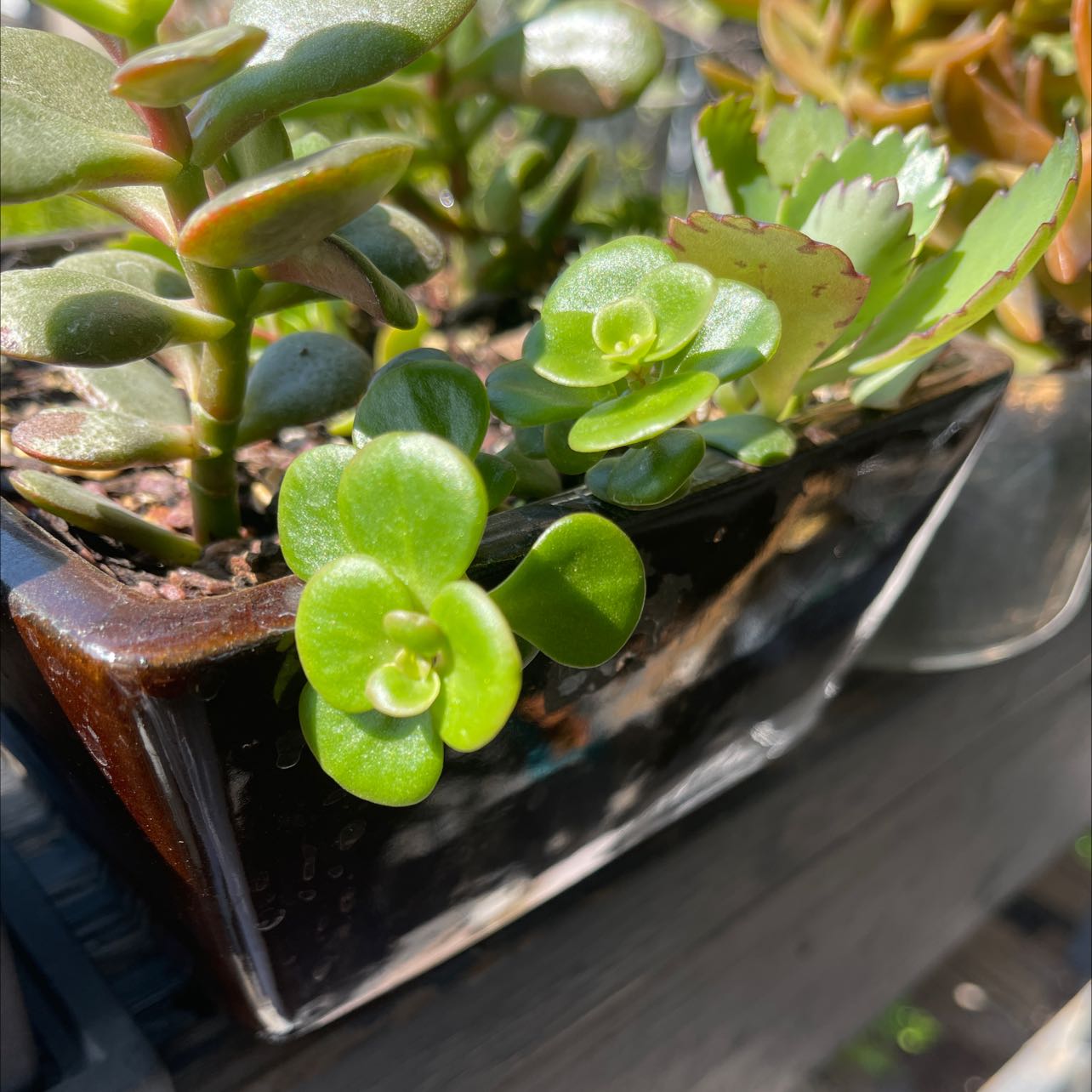 Potted Woodland Stonecrop plant with green succulent leaves, well-framed and in focus.