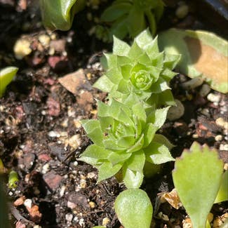 Hens and Chicks plant in Springtown, Texas