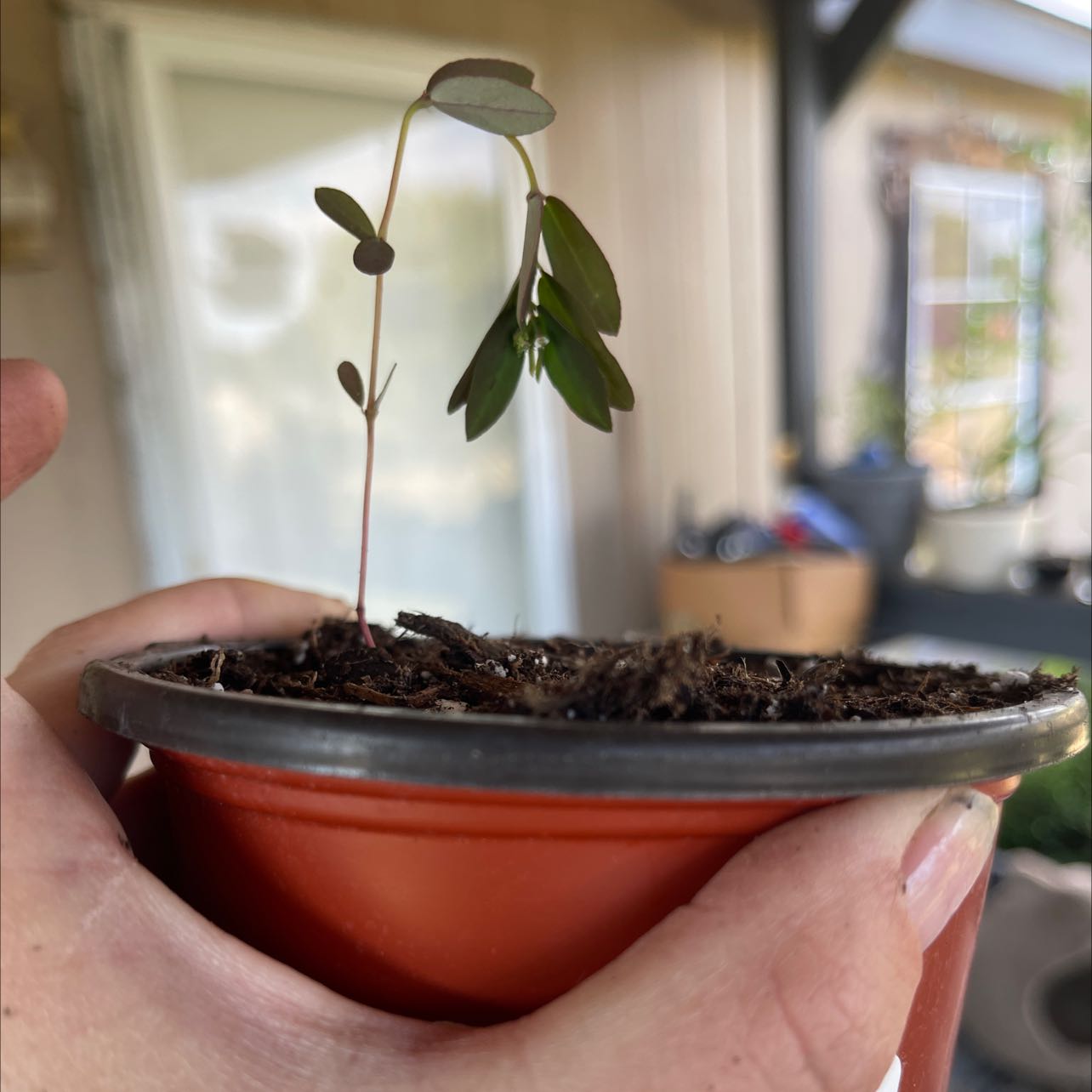 A young Chamber Bitter plant in a pot, held by a hand.