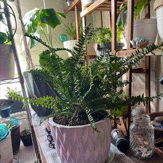 Kimberly Queen Fern plant in Springtown, Texas