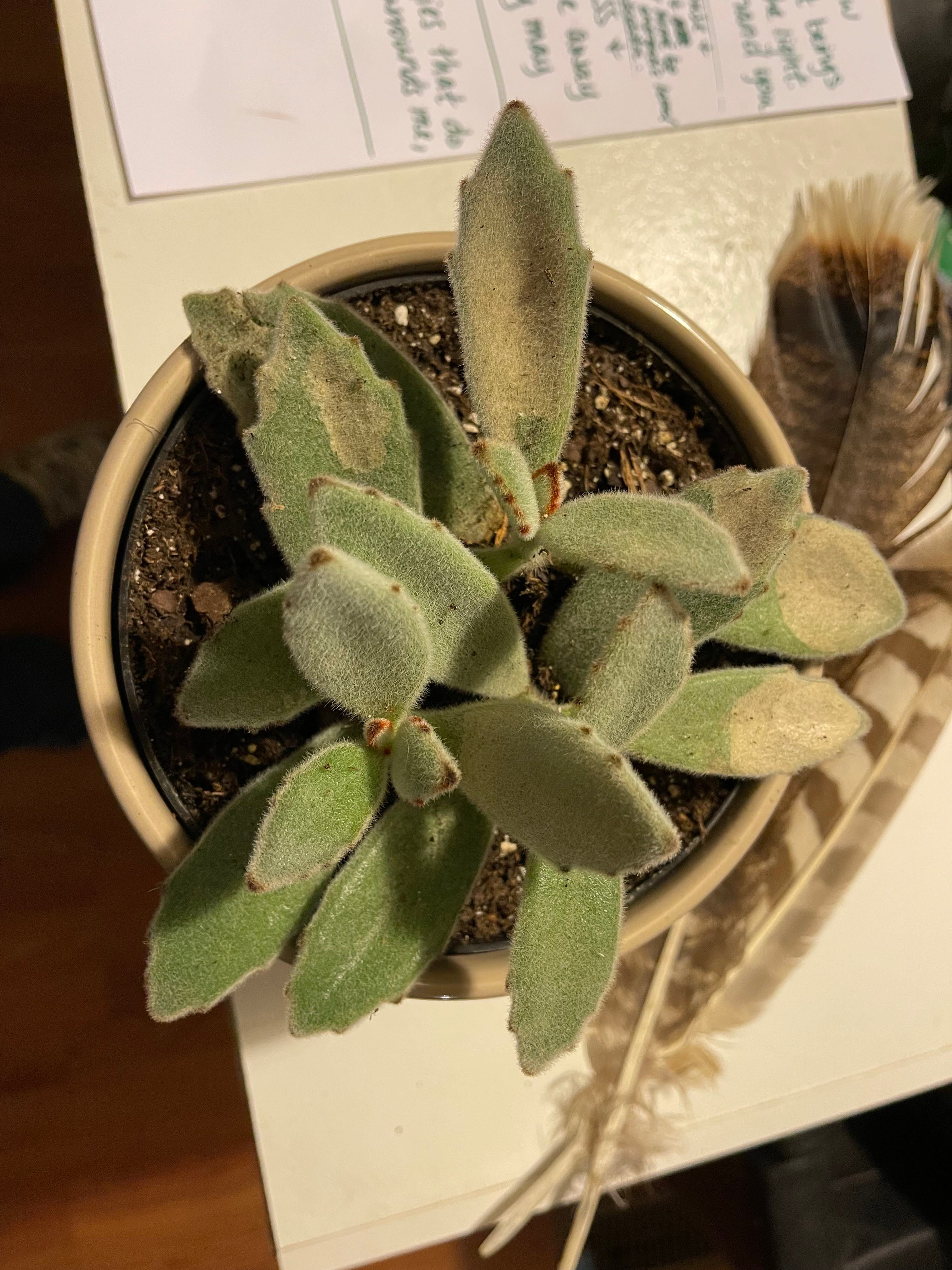 Why have my kalanchoe tomentosa leaves fallen flat.